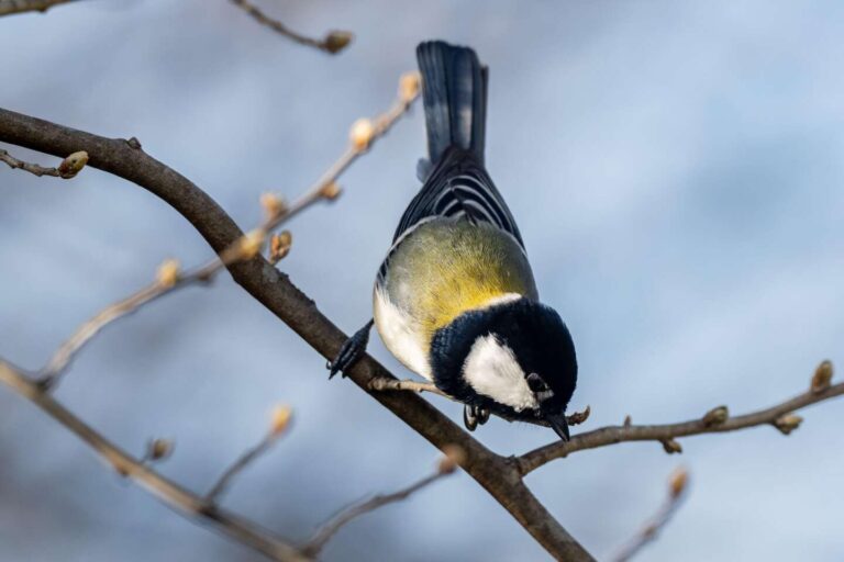 “After you”, the exquisite politeness of the Chinese chickadee