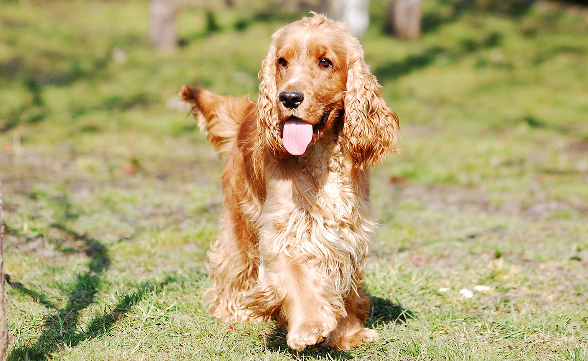 English Cocker Spaniel training: 5 tips and good training practices